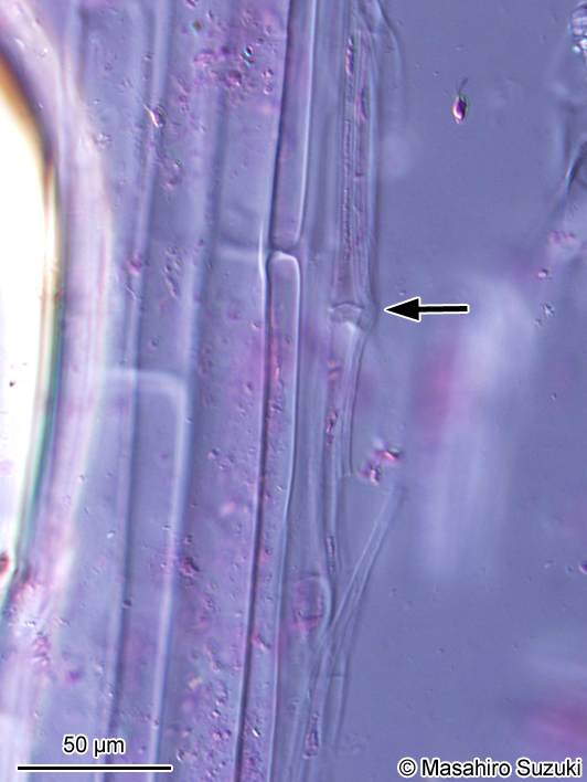 ツルモ Chorda asiatica